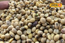 Soybean Price : सोयाबीनच्या दराबाबत मोठी अपडेट, जालन्यात मिळाला विक्रमी 6200 रुपये दर, आणखी भाव वाढणार?
