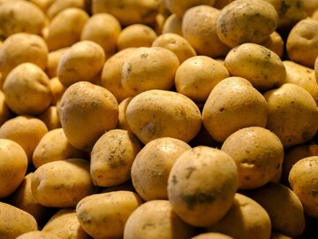 मोड आलेले बटाटे खाऊ शकतो का? तज्ज्ञ काय सांगतात आधी समजून घ्या