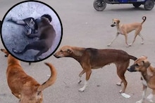 Thane Dog Attack: खाली पाडलं, ओरबाडलं, लचके…; दिव्यात भटक्या कुत्र्याचा चिमुकलीवर भयावह हल्ला, VIDEO पाहून उडेल थरकाप