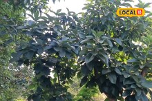 YouTube वर माहिती पाहिली, डोंगराळ भागात शेतीचं धाडस दाखवलं, वर्षाला 11 लाखांची कमाई