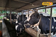 Success Story : शेतीला पूरक निवडला व्यवसाय, 2 गायींपासून केली सुरूवात, योगेशची महिन्याला दीड लाख उलाढाल