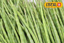 मागणी प्रचंड, आवक थंड! चिकनपेक्षाही महाग झाला शेवगा; किलोचा दर माहितीये का?