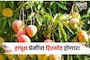 हापूस प्रेमींचा हिरमोड होणार,निर्यातीचे गणितही कोलमडणार, आंबा इतके महिने लांबणार