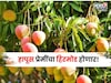 हापूस प्रेमींचा हिरमोड होणार,निर्यातीचे गणितही कोलमडणार, आंबा इतके महिने लांबणार