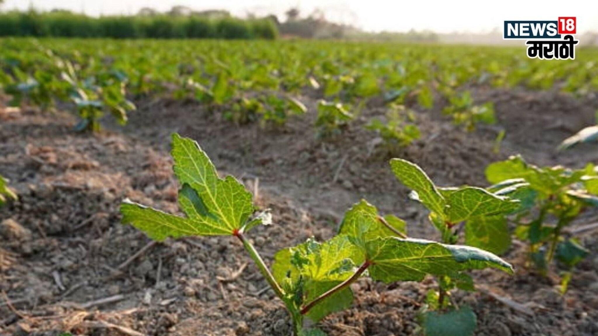 एकरी १० हजार रुपयांचं भांडवल, हिवाळ्यात या पिकातून ४५ दिवसांत कराल बक्कळ कमाई