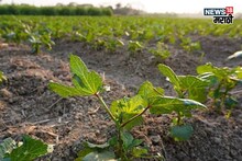 एकरी १० हजार रुपयांचं भांडवल, हिवाळ्यात या पिकातून ४५ दिवसांत कराल बक्कळ कमाई