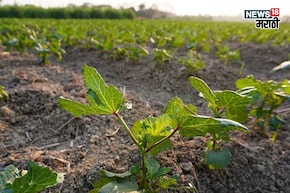 एकरी १० हजार रुपयांचं भांडवल, हिवाळ्यात या पिकातून ४५ दिवसांत कराल बक्कळ कमाई