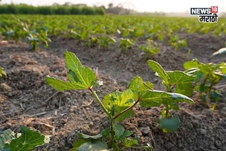 एकरी १० हजार रुपयांचं भांडवल, हिवाळ्यात या पिकातून ४५ दिवसांत कराल बक्कळ कमाई