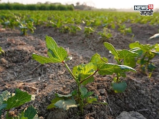 एकरी १० हजार रुपयांचं भांडवल, हिवाळ्यात या पिकातून ४५ दिवसांत कराल बक्कळ कमाई