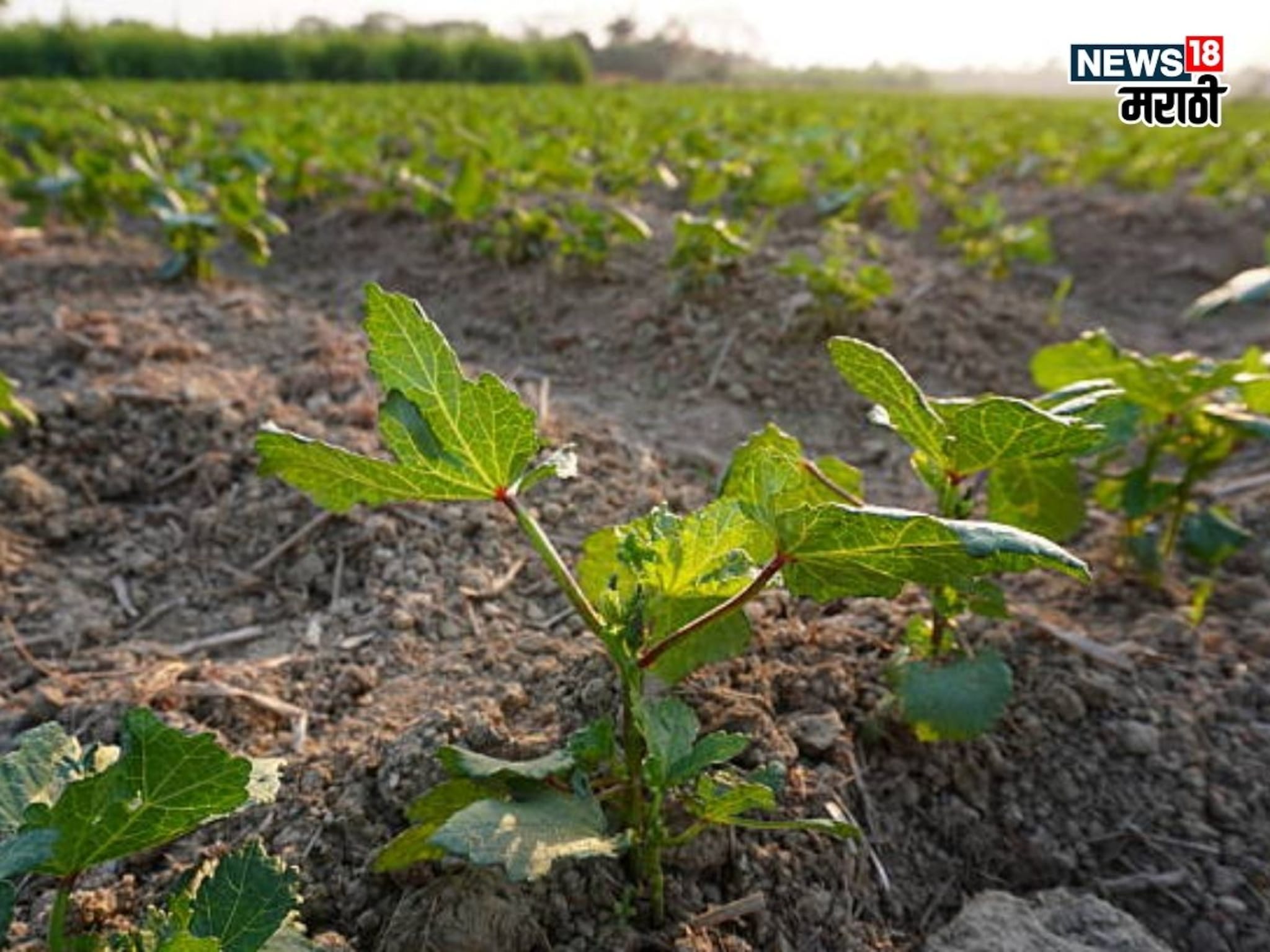 एकरी १० हजार रुपयांचं भांडवल, हिवाळ्यात या पिकातून ४५ दिवसांत कराल बक्कळ कमाई
