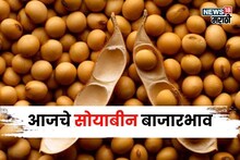 दरवाढीची घोडदौड सुरूच! या सोयाबीनला मिळतोय ८,००० रु भाव, दर आणखी वाढणार का?