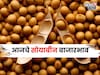 दरवाढीची घोडदौड सुरूच! या सोयाबीनला मिळतोय ८,००० रु भाव, दर आणखी वाढणार का?