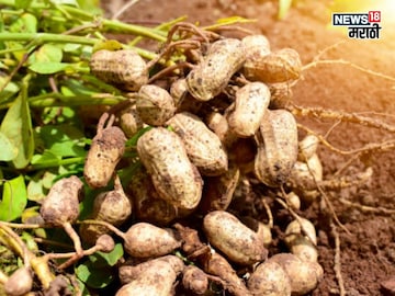 बाजारातून शेंगदाणे आणायची गरज नाही! घराच्या छतावर पिकवा भुईमूग, ते कसं? बाजारातून शेंगदाणे आणायची गरज नाही! घराच्या छतावर पिकवा भुईमूग, ते कसं?