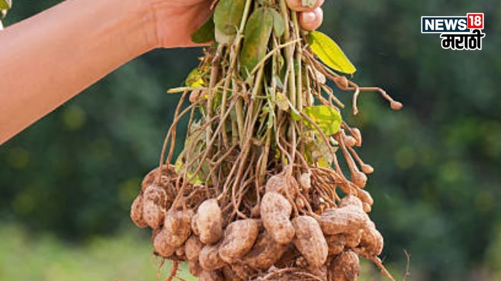 बाजारातून महागडे शेंगदाणे आणायची गरज नाही! शहरात घराच्या छतावर पिकवा भुईमूग, ते कसं?