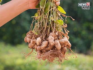 बाजारातून शेंगदाणे आणायची गरज नाही! घराच्या छतावर पिकवा भुईमूग, ते कसं?