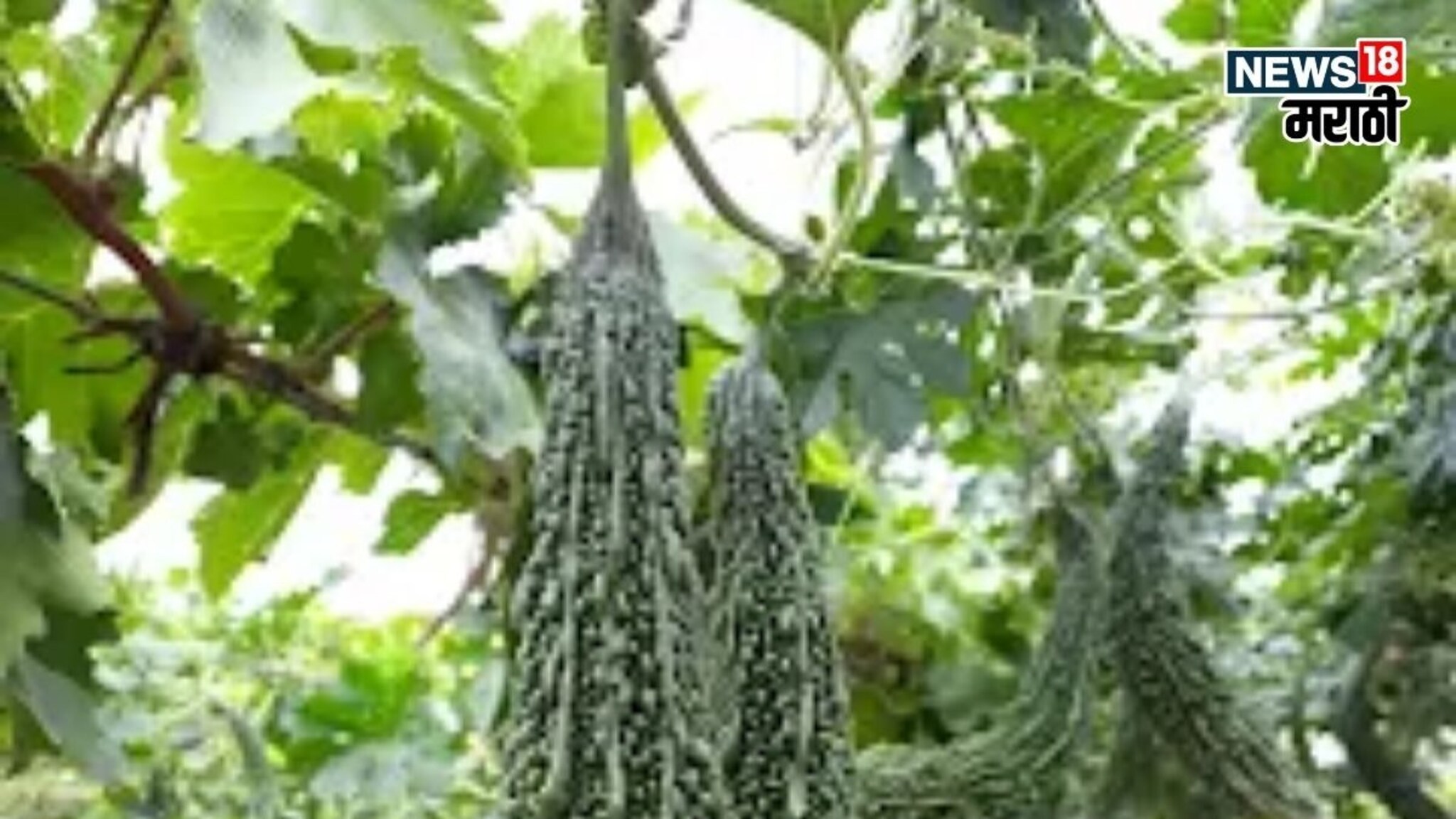 कमी खर्चात जास्त उत्पन्न! हिवाळ्यात या पिकाची लागवड करून कमवा लाखो रुपये