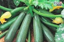 जास्त डोकं लावू नका! हिवाळ्यात या शेतीतून फक्त 60 दिवसांत 5 लाखांपर्यंत कमाई करा