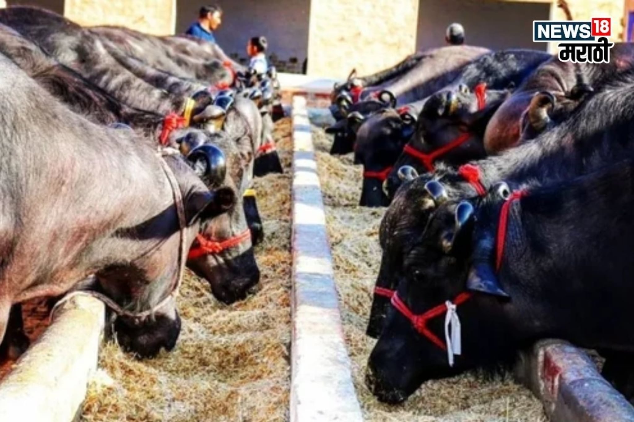 कोरोनात संधीचं सोनं केलं, शेतकरी आता या व्यवसायातून करतोय लाखोंची कमाई