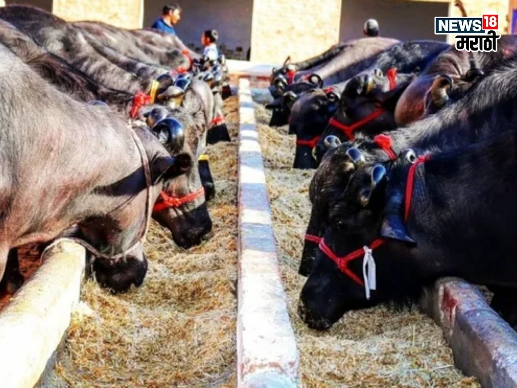 कोरोनात लॉकडाऊन लागलं, त्याच संधीचं सोनं केलं, शेतकरी दूधव्यवसायातून करतोय लाखोंची कमाई कोरोनात लॉकडाऊन लागलं, त्याच संधीचं सोनं केलं, शेतकरी दूधव्यवसायातून करतोय लाखोंची कमाई