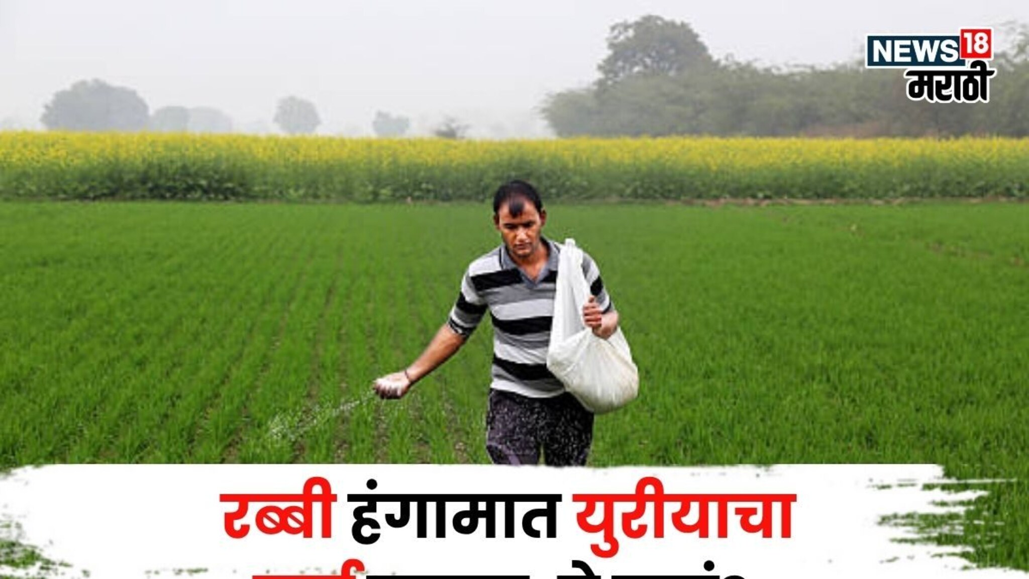 रब्बी हंगामात युरीयाचा खर्च वाचणार, घरच्या घरी तयार करा 3 पॉवरफूल सेंद्रिय खतं, ते कसं?