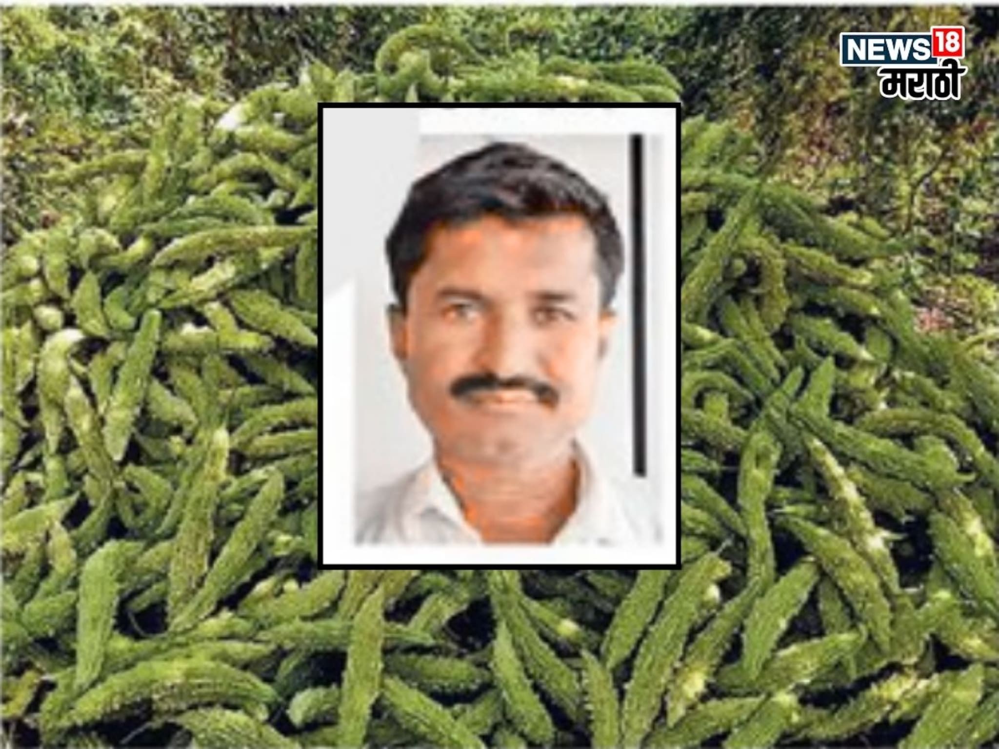 एक नंबर! द्राक्षाने धोका दिला पण सोलापूरच्या शेतकऱ्यानं डोकं लावलं, आता या शेतीतून करतोय लाखोंची कमाई एक नंबर! द्राक्षाने धोका दिला पण सोलापूरच्या शेतकऱ्यानं डोकं लावलं, आता या शेतीतून करतोय लाखोंची कमाई