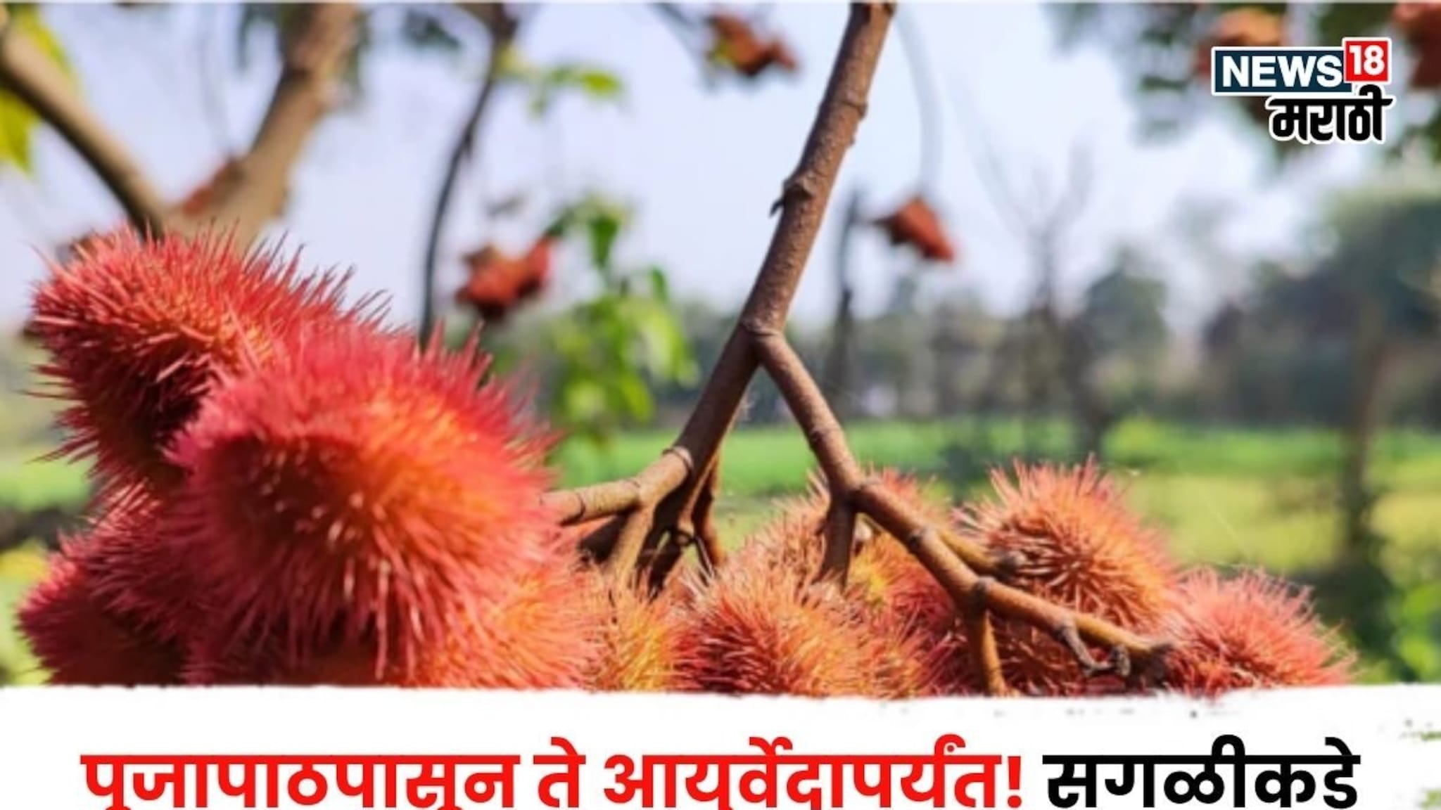 मोठी संधी! पूजापाठपासून ते आयुर्वेदापर्यंत,सगळीकडे या झाडाचा बोलबाला, लागवड करून कमवाल पैसाच पैसा