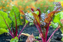 एकरी फक्त 15 हजार खर्च, या पिकातून 60 दिवसांत मिळवा दीड लाखापर्यंत नफा