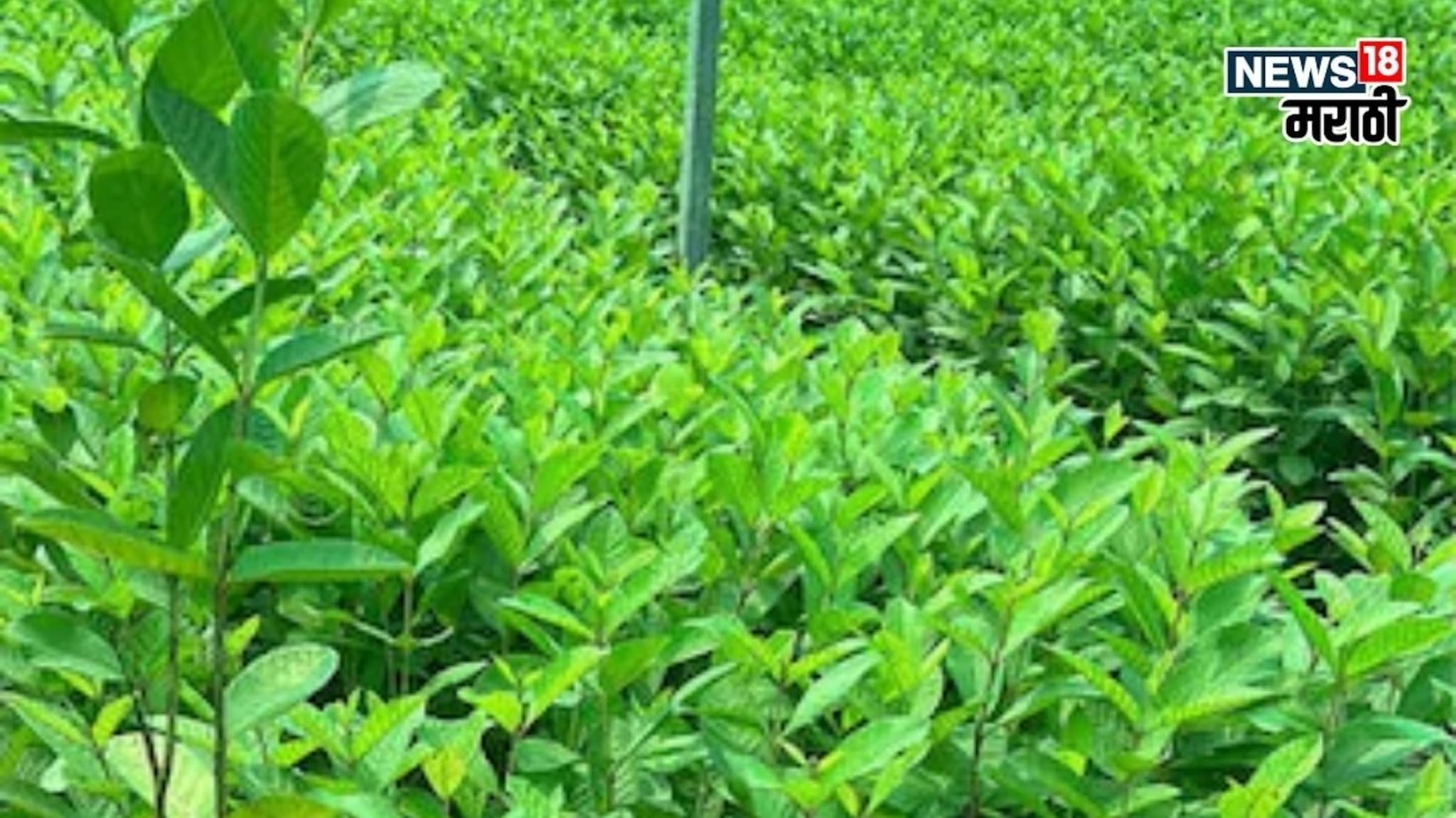 राज्यात या पिकाची क्रेझ वाढली! एकरी 60 हजार खर्च करा, उत्पन्न 7 लाखांपर्यंत कमवा, ते कसं?