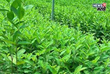 राज्यात या पिकाची क्रेझ वाढली! एकरी 60 हजार खर्च करा, उत्पन्न 7 लाखांपर्यंत कमवा, ते कसं?