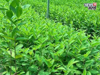 Agriculture news Agriculture news