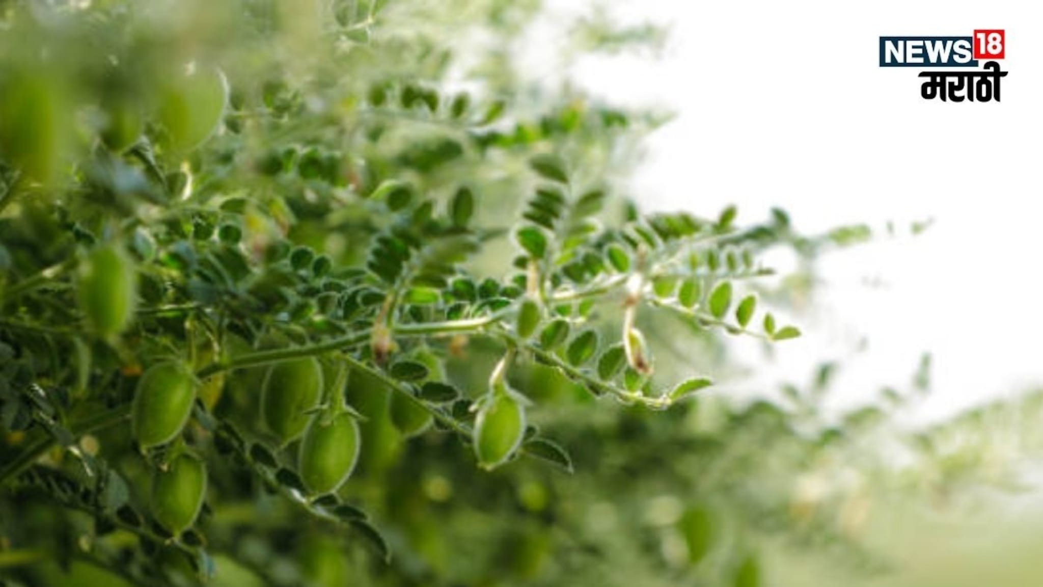 हरभऱ्याच्या फुलोऱ्यात तुमच्या या चुका पडतील महागात, पीक होईल मातीमोल, एक्सपर्टने सांगितलं त्यामागचं कारण