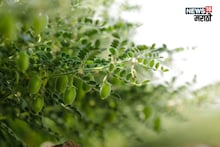 हरभऱ्याच्या फुलोऱ्यात तुमच्या या चुका पडतील महागात, पीक होईल मातीमोल, एक्सपर्टने सांगितलं त्यामागचं कारण