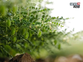 हरभऱ्याच्या फुलोऱ्यात तुमच्या या चुका पडतील महागात, एक्सपर्टने सांगितलं कारण