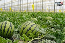 मार्केटमध्ये प्रचंड मागणी! एकरी 50 हजार खर्च, या पिकातून 90 दिवसांत कमवा लाखो रुपये