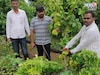 जे कुणाला जमलं नाही ते बीडच्या शेतकऱ्याने करून दाखवलं, आता करतोय लाखोंत कमाई