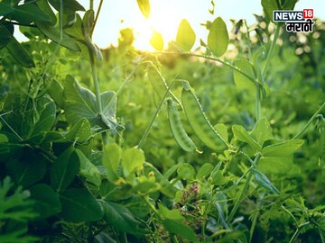 एकरी फक्त  15,000 खर्च, हिवाळ्यात या पिकातून करा, 2,50,000 पर्यंत कमाई