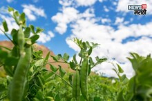 90 दिवसांचा कालावधी , एकरी फक्त  15,000 खर्च, हिवाळ्यात या पिकातून करा, 2,50,000 पर्यंत कमाई