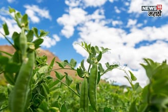 एकरी फक्त  15,000 खर्च, हिवाळ्यात या पिकातून करा, 2,50,000 पर्यंत कमाई