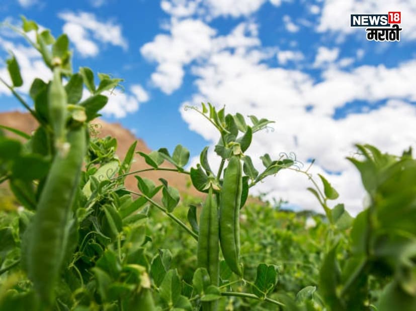 लागवडीचा योग्य काळ कोणता? 