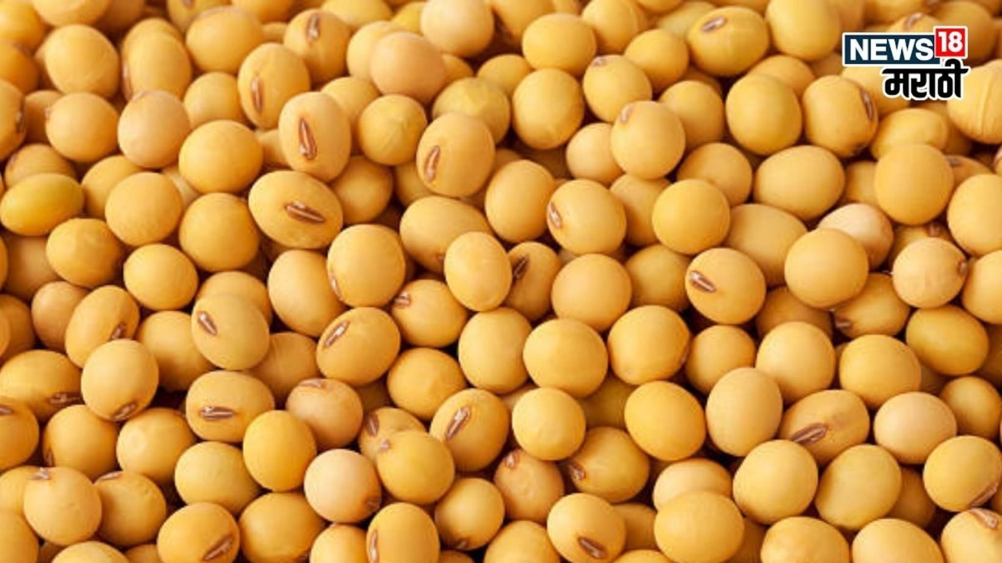 Soyabean Rate Today : सोयाबीनच्या आवकेत चढउतार, दरावर परिणाम होणार का? आजचं मार्केट काय?
