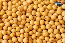 Soyabean Rate Today : सोयाबीनच्या आवकेत चढउतार, दरावर परिणाम होणार का? आजचं मार्केट काय?