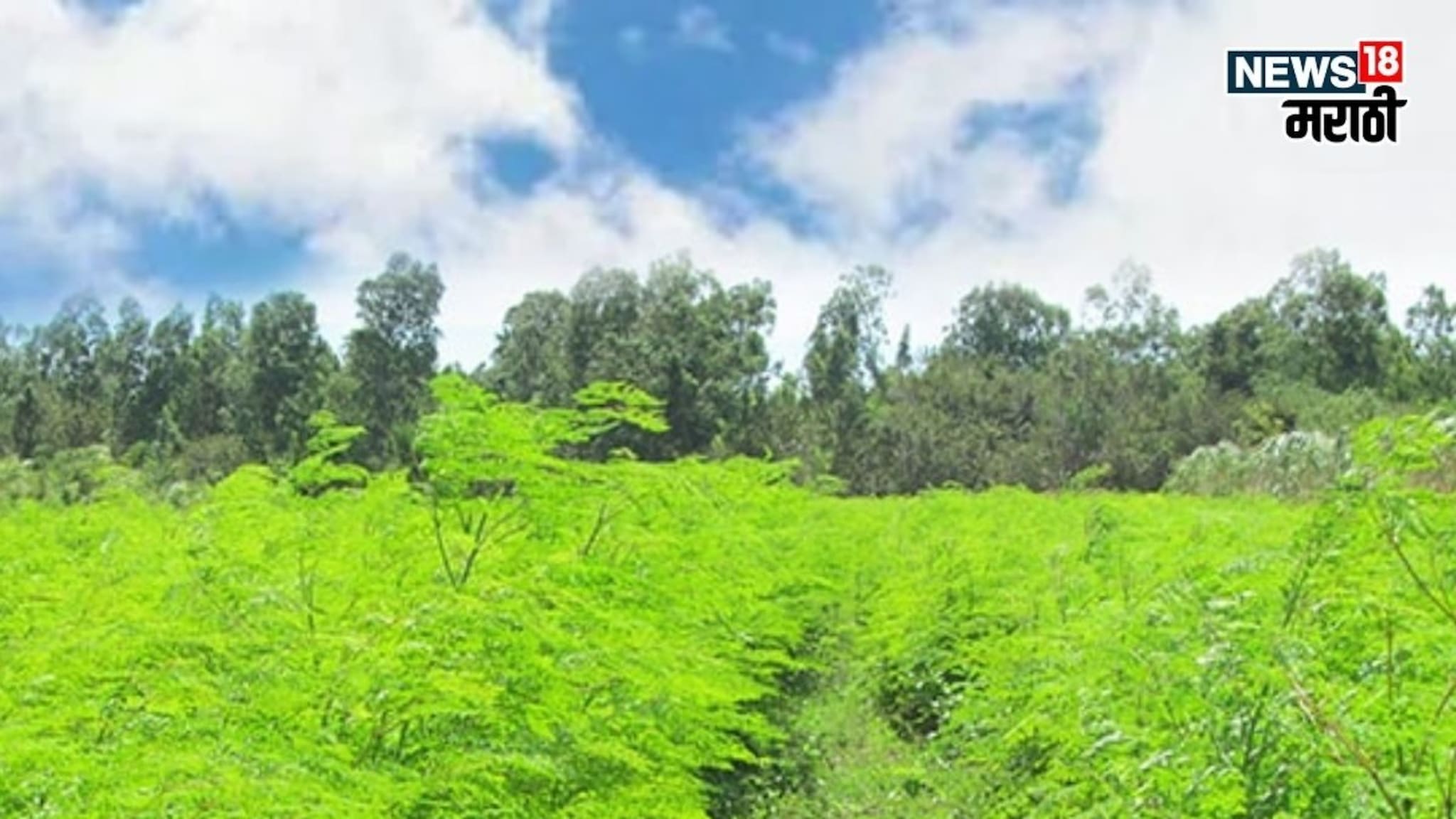 राज्यात या पिकाचा मोठा ट्रेंड! एकरी 25,000 खर्च करा अन् 18 लाखापर्यंत उत्पन्न मिळवा, ते कसं?