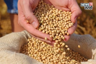 सोयाबीनची आवक वाढली, दरात पुन्हा तेजी, सध्याचे बाजारभाव काय?