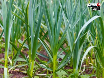 एकरी खर्च 25 हजार, 400 रु किलोपर्यंत दर, या शेतीतून करा लाखोंची कमाई