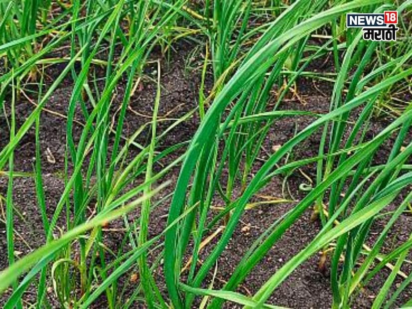 एकरी किती खर्च येतो? 