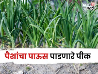 एकरी खर्च 25 हजार, 400 रु किलोपर्यंत दर, या शेतीतून करा लाखोंची कमाई