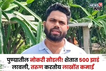 पुण्यातील नोकरी सोडली! शेतात 500 झाडं लावली, मिळतोय सोन्याचा भाव, आता तरुण करतोय लाखोंची कमाई