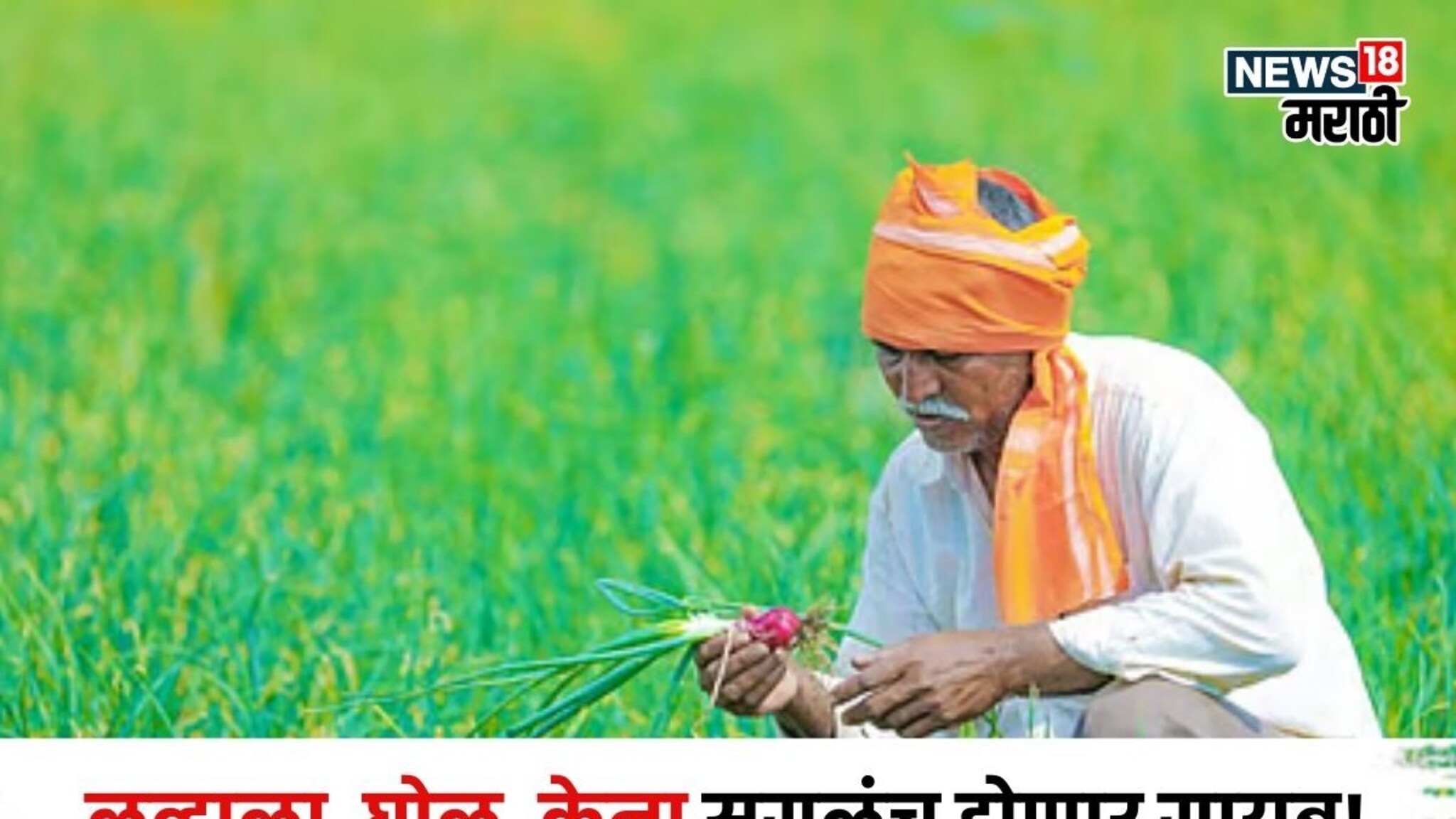 लव्हाळा, घोळू, केना  सगळंच  होणार गायब! कांदा पिकासाठी 5 तणनाशकं कोणते? अकोला कृषी विद्यापीठातील तज्ज्ञांनी दिला सल्ला