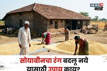विक्री करण्यापूर्वी सोयाबीनचा रंग बदलू नये यासाठी काय उपाय करावेत?