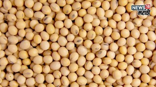 soybean market